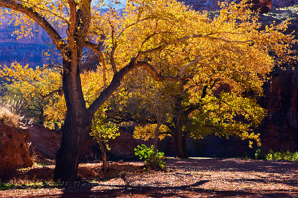 Cottonwood Tree in Havasupai Canyon, Arizona