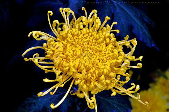 Meijer's Garden, Grand Rapids, Michigan