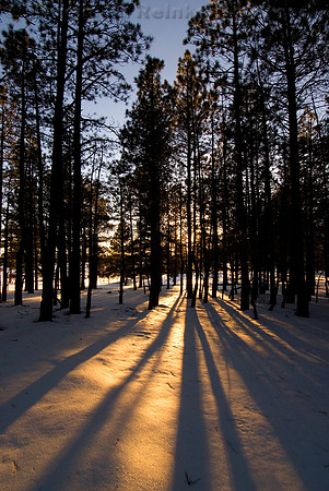 Long Shadows, Coconino National Park, Kendrick Park, Arizona