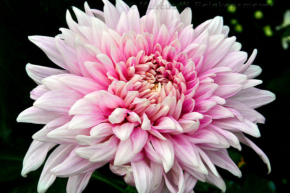 Meijer's Garden, Grand Rapids, Michigan
