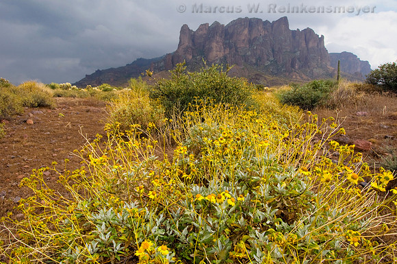 Lost Dutchman State Park, Superstition Mountains,  Arizona