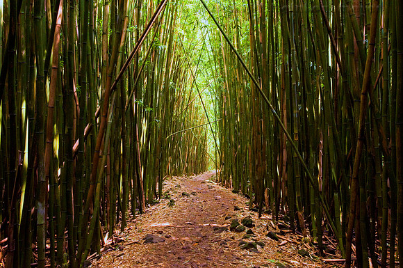 Bamboo Forest, Maui, Hawaii