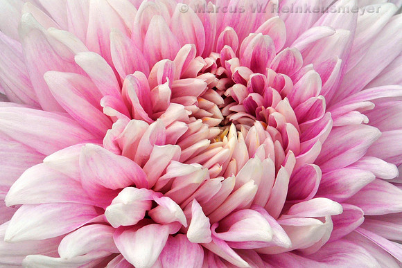 Meijer's Garden, Grand Rapids, Michigan