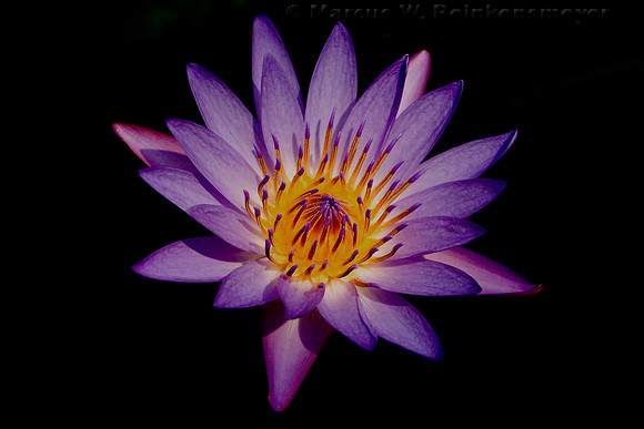 Purple Lotus Water Lilly afloat at the Garden of Eden, located on the island of Maui, Hawaii
