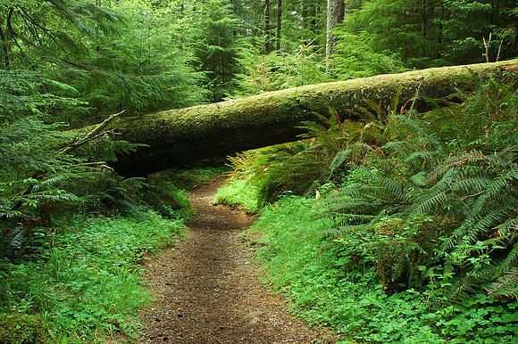 Caltsop Loop Trail, Ecola State Park, Cannon Beach, Oregon