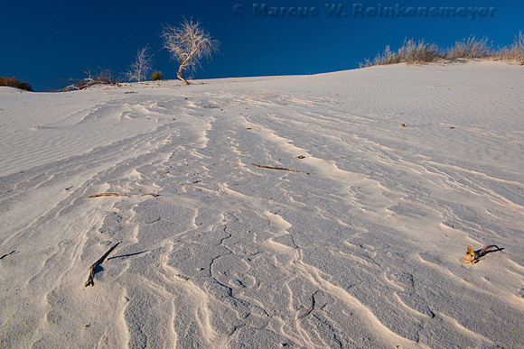 White Sands Summit Tree 2