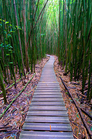 Bamboo Forest, Maui, Hawaii
