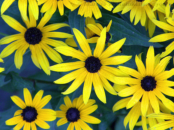 Bright yellow flowers at the West Fork hike trail head, located in Oak Creek Canyon, Sedona, Arizona.